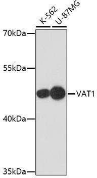 VAT1 Antibody - Western blot analysis of extracts of various cell lines using VAT1 Polyclonal Antibody at dilution of 1:1000.