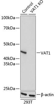 VAT1 Antibody - Western blot analysis of extracts from normal (control) and VAT1 knockout (KO) 293T cells using VAT1 Polyclonal Antibody at dilution of 1:1000.
