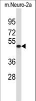 VAT1L Antibody - VAT1L Antibody western blot of mouse Neuro-2a cell line lysates (35 ug/lane). The VAT1L antibody detected the VAT1L protein (arrow).