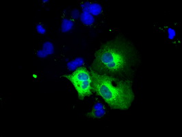 VAT1L Antibody - Anti-VAT1L mouse monoclonal antibody  immunofluorescent staining of COS7 cells transiently transfected by pCMV6-ENTRY VAT1L.