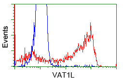 VAT1L Antibody - HEK293T cells transfected with either pCMV6-ENTRY VAT1L (Red) or empty vector control plasmid (Blue) were immunostained with anti-VAT1L mouse monoclonal, and then analyzed by flow cytometry.
