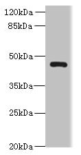 VAT1L Antibody - Western blot All lanes: VAT1L antibody at 0.3µg/ml + U87 whole cell lysate Secondary Goat polyclonal to rabbit IgG at 1/10000 dilution Predicted band size: 46 kDa Observed band size: 46 kDa