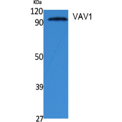 VAV1 / VAV Antibody - Western blot of VAV1 antibody
