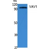 VAV1 / VAV Antibody - Western blot of VAV1 antibody