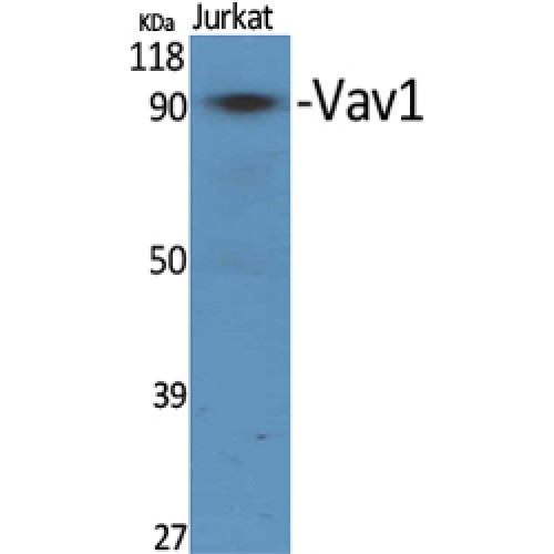 VAV1 / VAV Antibody - Western blot of Vav1 antibody