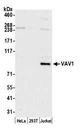 VAV1 / VAV Antibody - Detection of human VAV1 by western blot. Samples: Whole cell lysate (15 µg) from HeLa, HEK293T, and Jurkat cells prepared using NETN lysis buffer. Antibody: Affinity purified rabbit anti-VAV1 antibody used for WB at 1:1000. Detection: Chemiluminescence with an exposure time of 30 seconds.