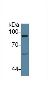 VAV1 / VAV Antibody - Western Blot; Sample: Rat Serum; Primary Ab: 1µg/ml Rabbit Anti-Rat AMPH Antibody Second Ab: 0.2µg/mL HRP-Linked Caprine Anti-Rabbit IgG Polyclonal Antibody