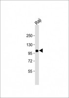 VAV1 / VAV Antibody - Anti-VAV1 Antibody at 1:4000 dilution + Raji whole cell lysate Lysates/proteins at 20 ug per lane. Secondary Goat Anti-mouse IgG, (H+L), Peroxidase conjugated at 1:10000 dilution. Predicted band size: 98 kDa. Blocking/Dilution buffer: 5% NFDM/TBST.