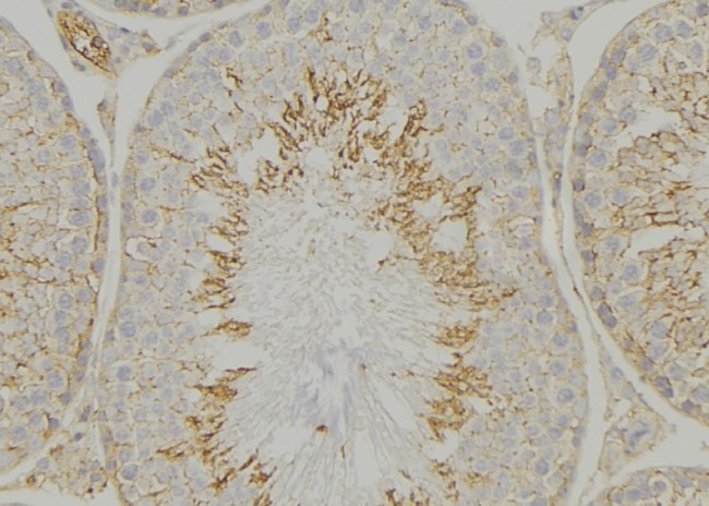 VAV1 / VAV Antibody - 1:100 staining mouse testis tissue by IHC-P. The sample was formaldehyde fixed and a heat mediated antigen retrieval step in citrate buffer was performed. The sample was then blocked and incubated with the antibody for 1.5 hours at 22°C. An HRP conjugated goat anti-rabbit antibody was used as the secondary.
