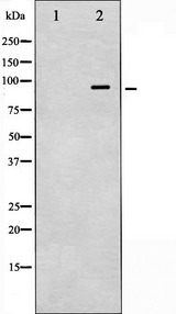 VAV1 / VAV Antibody - Western blot analysis of VAV1 phosphorylation expression in K562 whole cells lysates. The lane on the left is treated with the antigen-specific peptide.