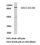 VAV2 Antibody - Western blot of VAV2 (D138) pAb in extracts from THP1 cells.
