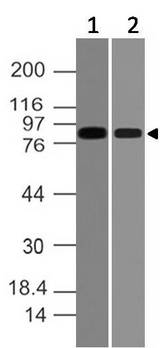 VAV2 Antibody - Fig-1: Western blot analysis of VAV2. Anti-VAV2 antibody was used at 1 µg/ml on (1) U87 and (2) h Testis lysates.