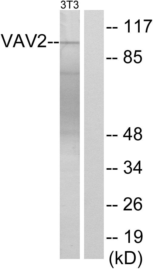 VAV2 Antibody - Western blot analysis of extracts from NIH/3T3 cells, using VAV2 (Ab-142) antibody.