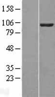 VAV2 Protein - Western validation with an anti-DDK antibody * L: Control HEK293 lysate R: Over-expression lysate