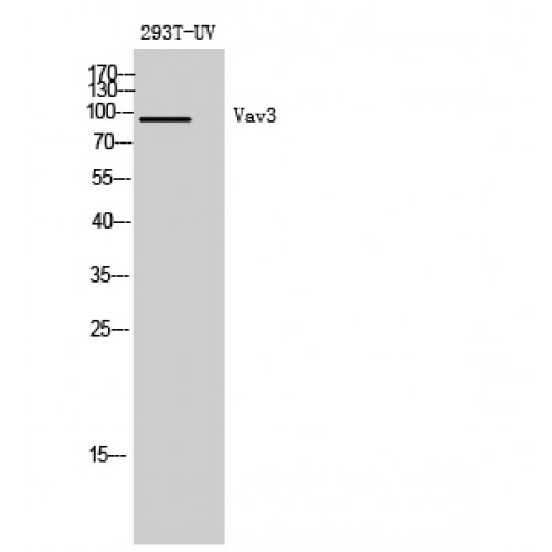 VAV3 Antibody - Western blot of Vav3 antibody