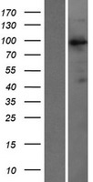 VAV3 Protein - Western validation with an anti-DDK antibody * L: Control HEK293 lysate R: Over-expression lysate