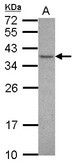 VAX1 Antibody - Sample (30 ug of whole cell lysate) A: NT2D1 12% SDS PAGE VAX1 antibody diluted at 1:1000