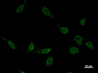 VAX2 Antibody - Immunostaining analysis in HeLa cells. HeLa cells were fixed with 4% paraformaldehyde and permeabilized with 0.1% Triton X-100 in PBS. The cells were immunostained with anti-VAX2 mAb.