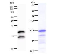 VAX2 Antibody - Left : Western blot analysis of immunized recombinant protein, using anti-VAX2 monoclonal antibody. Right : CBB staining of immunized recombinant protein.