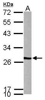 VBP1 Antibody - Sample (50 ug of whole cell lysate). A: mouse brain. 12% SDS PAGE. VBP1 antibody diluted at 1:1000.