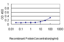 VBP1 Antibody - Detection limit for recombinant GST tagged VBP1 is approximately 1 ng/ml as a capture antibody.