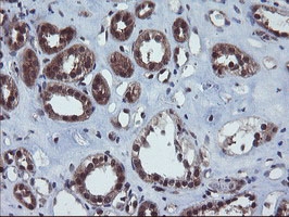 VBP1 Antibody - IHC of paraffin-embedded Human Kidney tissue using anti-VBP1 mouse monoclonal antibody.