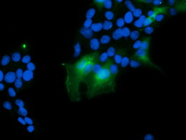 VBP1 Antibody - Anti-VBP1 mouse monoclonal antibody immunofluorescent staining of COS7 cells transiently transfected by pCMV6-ENTRY VBP1.