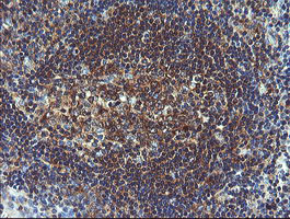 VBP1 Antibody - IHC of paraffin-embedded Human tonsil using anti-VBP1 mouse monoclonal antibody.