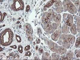 VBP1 Antibody - IHC of paraffin-embedded Human pancreas tissue using anti-VBP1 mouse monoclonal antibody.