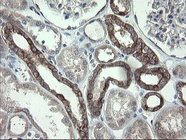 VBP1 Antibody - IHC of paraffin-embedded Human Kidney tissue using anti-VBP1 mouse monoclonal antibody.