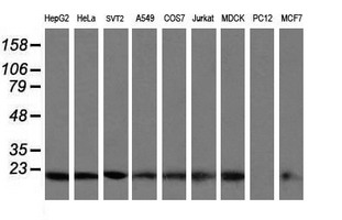 VBP1 Antibody - Western blot of extracts (35 ug) from 9 different cell lines by using g anti-VBP1 monoclonal antibody (HepG2: human; HeLa: human; SVT2: mouse; A549: human; COS7: monkey; Jurkat: human; MDCK: canine; PC12: rat; MCF7: human).
