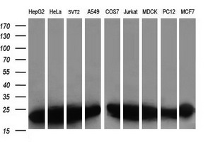 VBP1 Antibody - Western blot of extracts (35 ug) from 9 different cell lines by using anti-VBP1 monoclonal antibody (HepG2: human; HeLa: human; SVT2: mouse; A549: human; COS7: monkey; Jurkat: human; MDCK: canine; PC12: rat; MCF7: human).