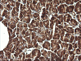 VBP1 Antibody - IHC of paraffin-embedded Human pancreas tissue using anti-VBP1 mouse monoclonal antibody.