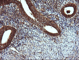 VBP1 Antibody - IHC of paraffin-embedded Human endometrium tissue using anti-VBP1 mouse monoclonal antibody.