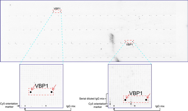 VBP1 Antibody - OriGene overexpression protein microarray chip was immunostained with UltraMAB anti-VBP1 mouse monoclonal antibody. The positive reactive proteins are highlighted with two red arrows in the enlarged subarray. All the positive controls spotted in this subarray are also labeled for clarification.