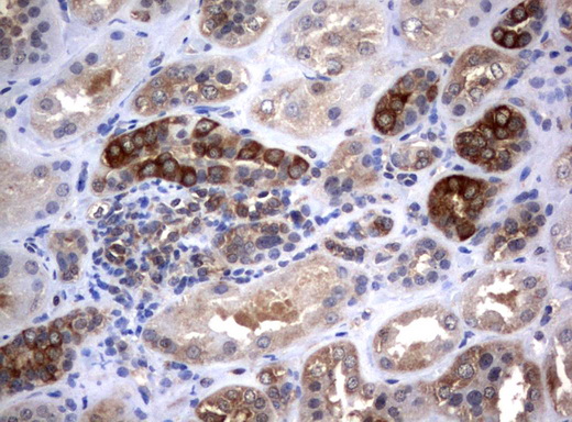VBP1 Antibody - Immunohistochemical staining of paraffin-embedded Human Kidney tissue using anti-VBP1 mouse monoclonal antibody.  heat-induced epitope retrieval by 10mM citric buffer, pH6.0, 120C for 3min)