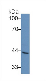 VCAM1 / CD106 Antibody - Western Blot; Sample: Human A549 cell lysate; Primary Ab: 1µg/ml Rabbit Anti-Simian VCAM1 Antibody Second Ab: 0.2µg/mL HRP-Linked Caprine Anti-Rabbit IgG Polyclonal Antibody