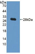 VCAM1 / CD106 Antibody - Western Blot; Sample: Recombinant VCAM1, Human.