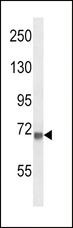 VCAM1 / CD106 Antibody - CD106 Antibody western blot of mouse NIH-3T3 cell line lysates (35 ug/lane). The CD106 antibody detected the CD106 protein (arrow).