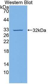 VCAM1 / CD106 Antibody - Western Blot; Sample: Recombinant protein.