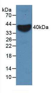 VCAM1 / CD106 Antibody - Western Blot; Sample: Recombinant VCAM1, Rabbit.
