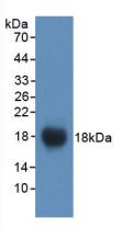 VCAM1 / CD106 Antibody - Western Blot; Sample: Recombinant VCAM1, Mouse.