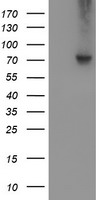 VCAM1 / CD106 Antibody - HEK293T cells were transfected with the pCMV6-ENTRY control (Left lane) or pCMV6-ENTRY VCAM1 (Right lane) cDNA for 48 hrs and lysed. Equivalent amounts of cell lysates (5 ug per lane) were separated by SDS-PAGE and immunoblotted with anti-VCAM1.