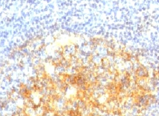 VCAM1 / CD106 Antibody - Formalin-fixed, paraffin-embedded human tonsil stained with VCAM1 antibody (VCAM1/843).  This image was taken for the unmodified form of this product. Other forms have not been tested.