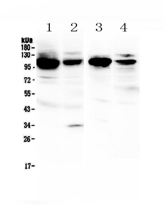 VCAM1 / CD106 Antibody - Western blot - Anti-VCAM1/Cd106 Picoband Antibody