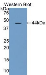 VCC-1 / CXCL17 Antibody - Western blot of recombinant VCC-1 / CXCL17.  This image was taken for the unconjugated form of this product. Other forms have not been tested.