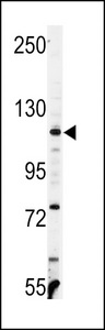 VCL / Vinculin Antibody - Western blot of anti-VINC Antibody in Ramos cell line lysates (35 ug/lane). VINC (arrow) was detected using the purified antibody.