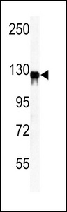 VCL / Vinculin Antibody - Western blot of anti-VINC Antibody in mouse lung tissue lysates (35 ug/lane). VINC (arrow) was detected using the purified antibody.
