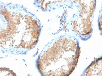 VCL / Vinculin Antibody - IHC testing of FFPE human testis tissue with Vinculin antibody (clone VCL/2573). HIER: boil tissue sections in pH6, 10mM citrate buffer, for 10-20 min followed by cooling at RT for 20 min.
