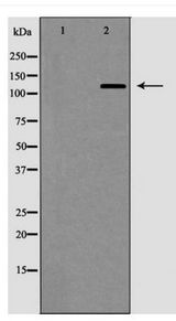 VCL / Vinculin Antibody - Western blot of vinculin expression in HepG2